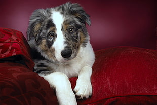 photograph of long-coated white, black, and brown dog